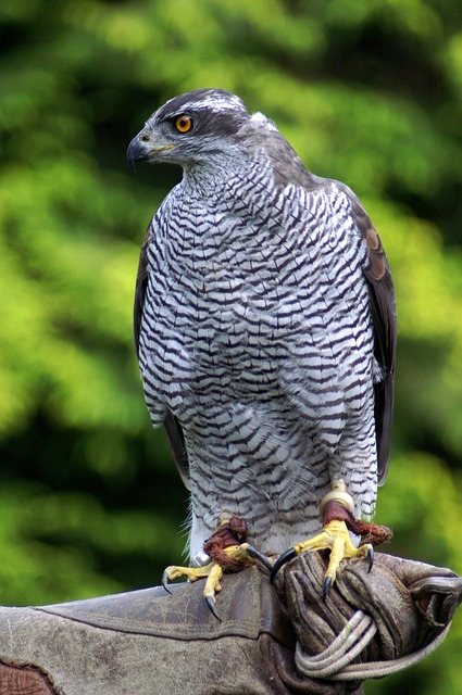 Record De Vitesse Des Animaux Dans Les Airs Le Faucon Pèlerin